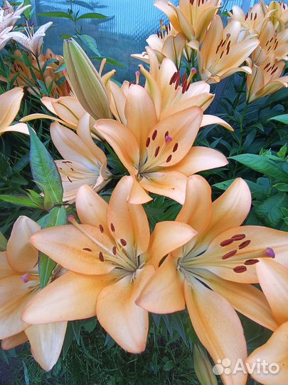 Лилии луковицы