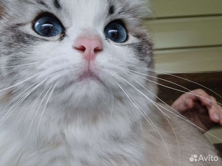 Кошка в добрые ручки бесплатно