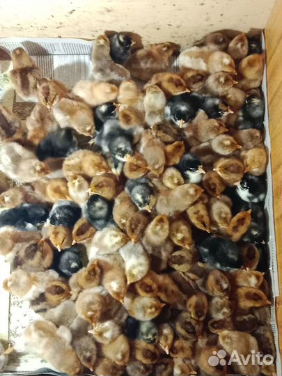 Цыплята суточные билефельдеры