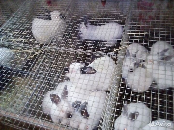 Калифорнийские кролики