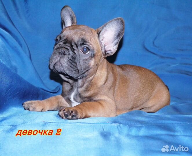 Щеночки бульдожки для вас