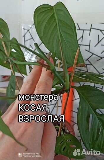 Монстера косая