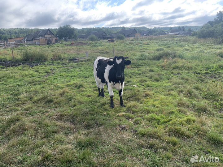 Молодые телки