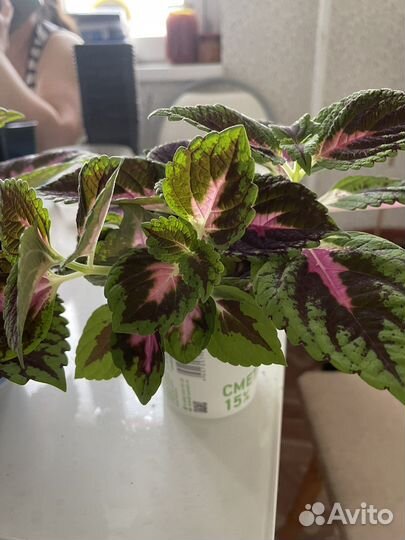 Черенки колеуса