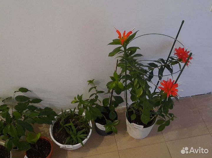 Денежное, Юкка, эсхинантус, манки