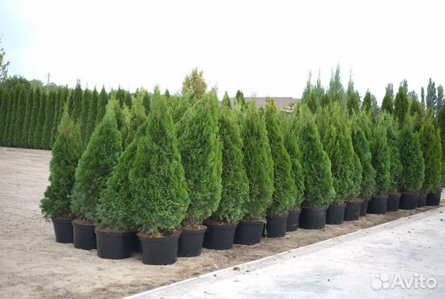 Туя колумна