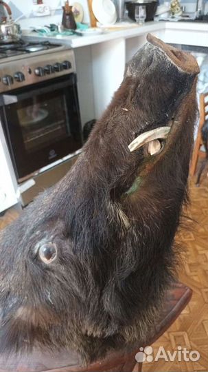 Чучело головы кабана