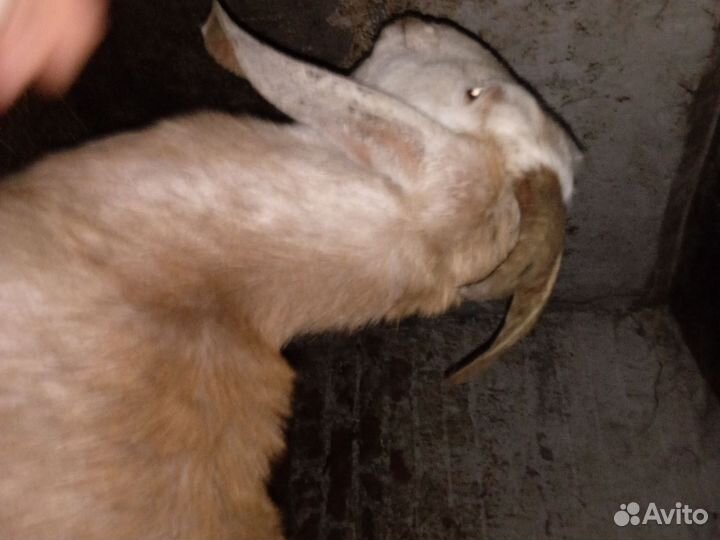 Нубийский козел