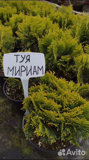 Туя шаровидная: Даника, Мириам, Тедди, Тини Тим