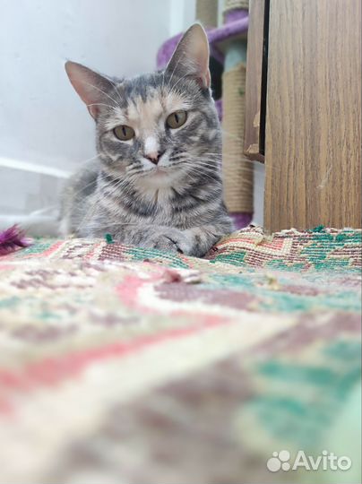 Кошка ищет дом