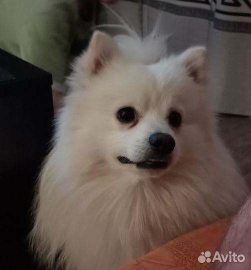 Шпиц кобель вязка