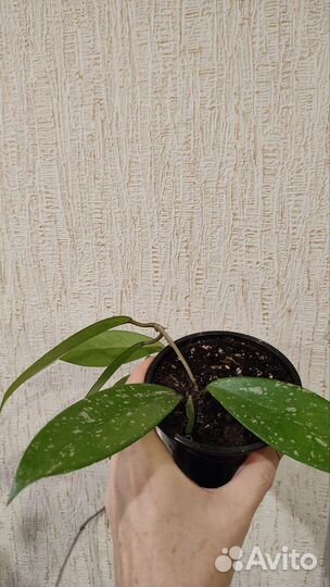 Хойя грацилис