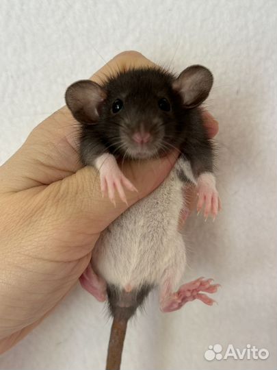 Крысята дамбо Девочки малыши