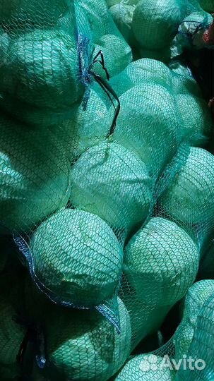 Капуста свежая засолочная