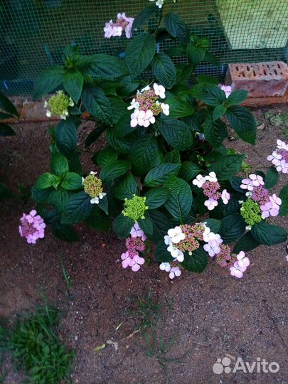 Гортензия крупнолистная пильчатая