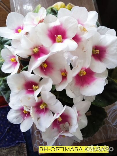 Сортовые фиалки