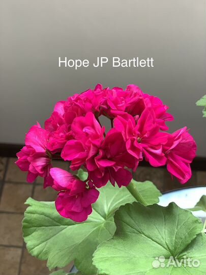 Пеларгония герань сортовая