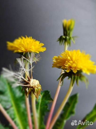 Одуванчики