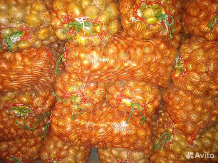 Лук на перо Штутгарт