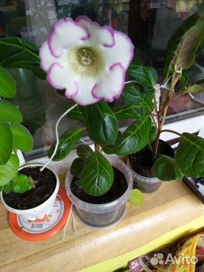 Глоксиния цветущая, белая