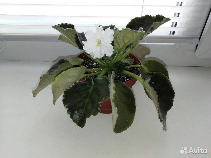 Фиалки сортовые