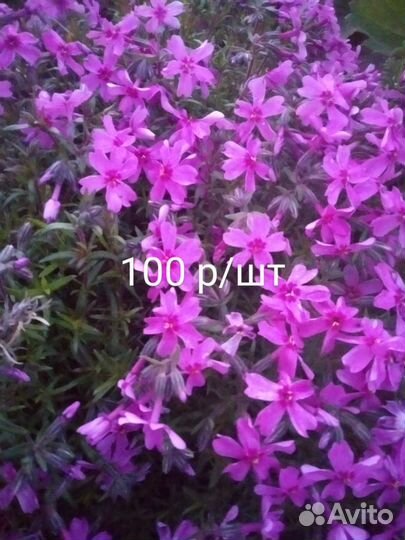 Флокс шиловидный