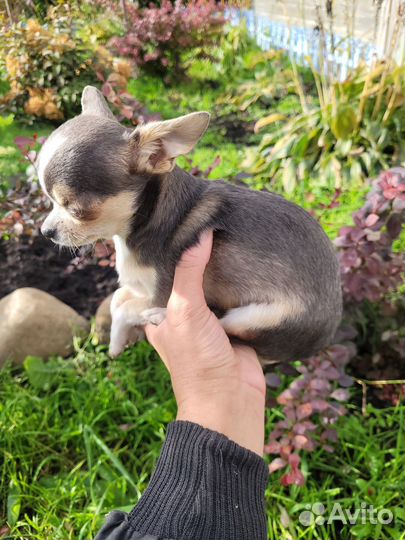Чихуахуа мини девчонка совсем кроха