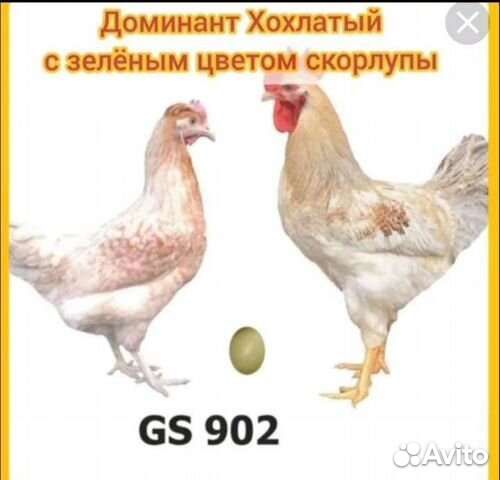 Цыплята и доминанты по заказ, подрошеные