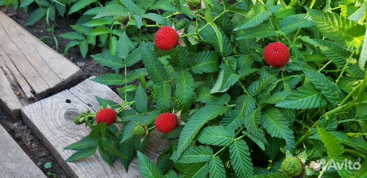 Малина норвежская тибетская