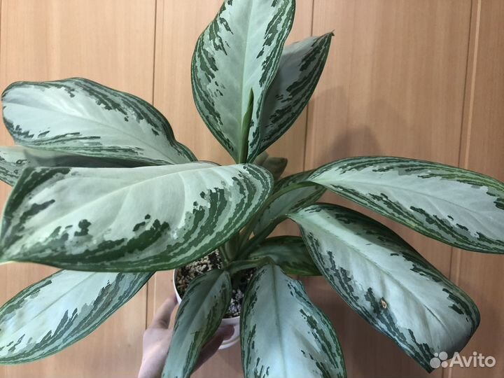 Детки Аглаонемы сильвер бей