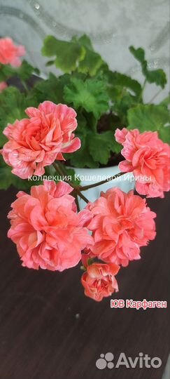 Пеларгонии сортовые