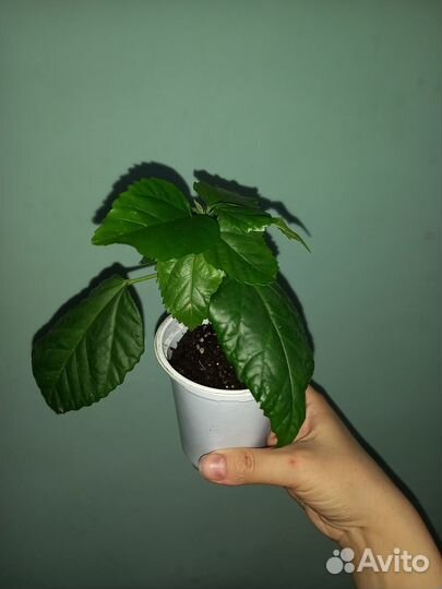 Комнатные растения