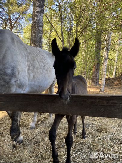 Орловский рысак жеребенок и лошадь