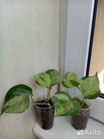 Сциндапсус Марбл Эппл. Сциндапсус Золотистый