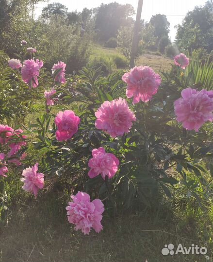 Пионы / саженцы