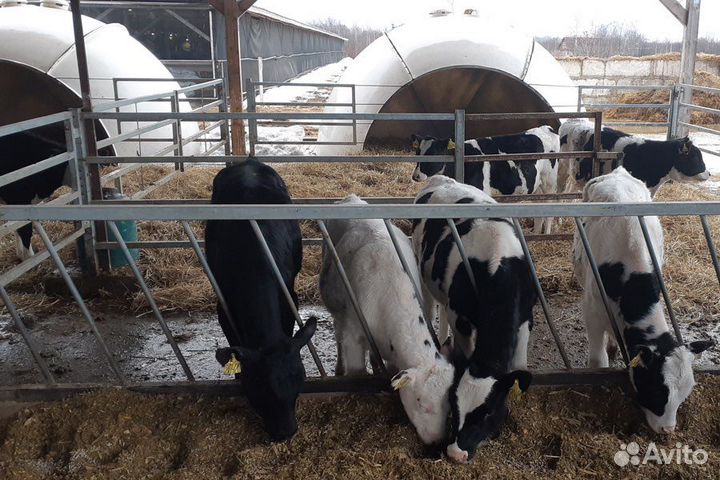 Телята мясной породы бычки