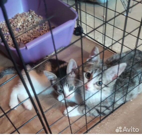 Котята