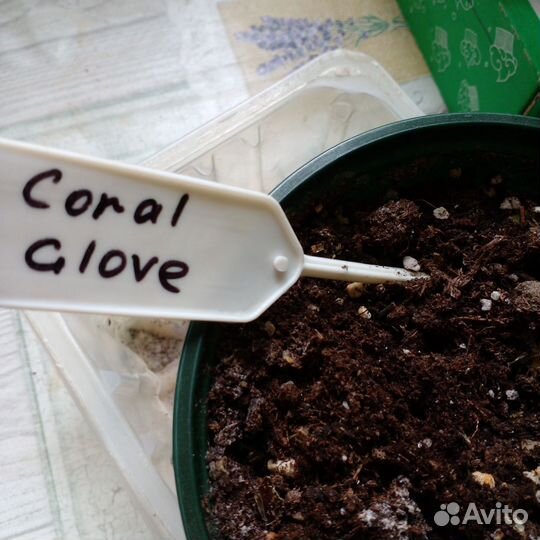 Пеларгония герань