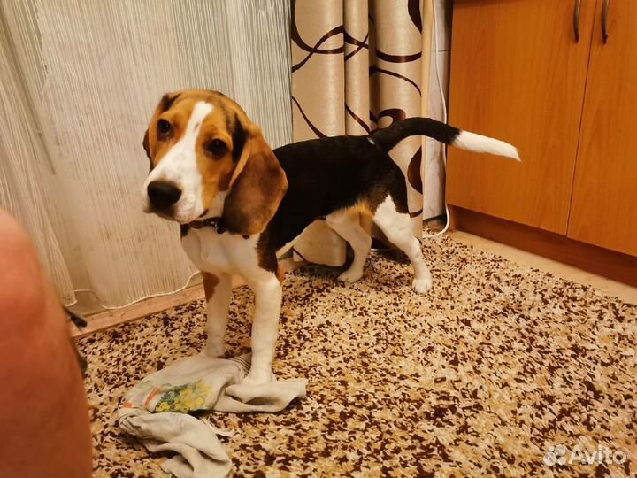 Вязка кобель бигль