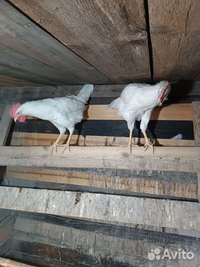 Молодые петушки