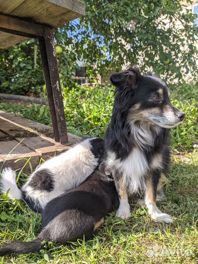 Щенок в добрые руки бесплатно