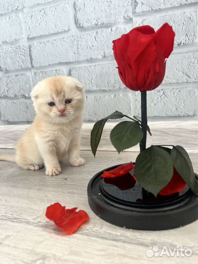Шотландский вислоухий котенок