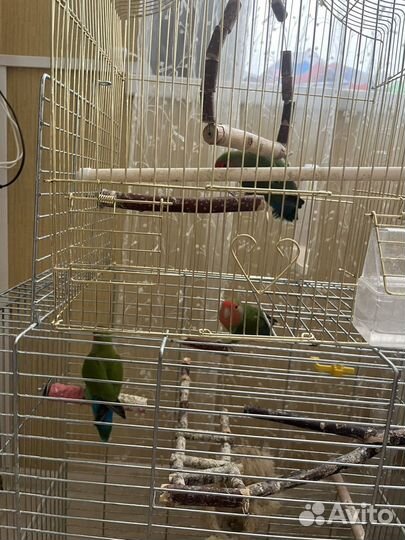 Неразлучники