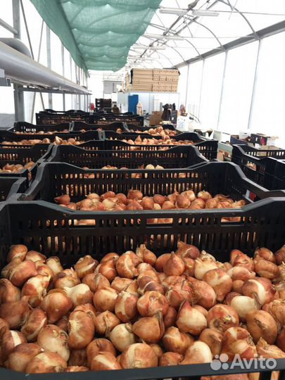 Луковицы тюльпанов оптом 11/12