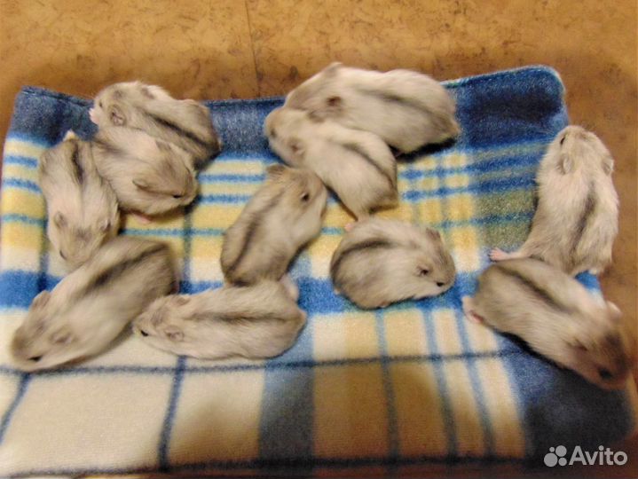 Джунгарские хомяки разноцветные - питомник, клетки