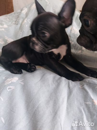 Щенок французского бульдога