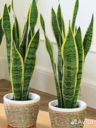 Сансевиерия 2 сорта
