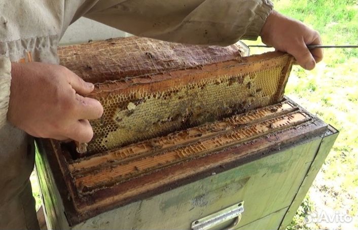 Мёд натуральный с Алтая оптом min 16kg