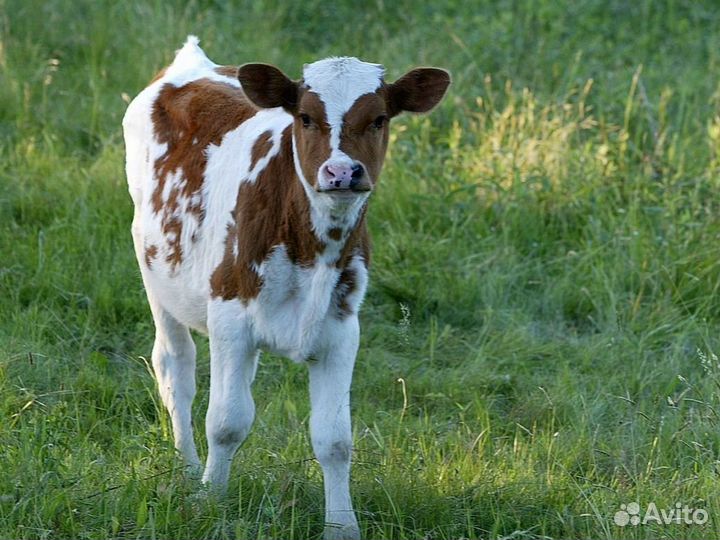 Бычки и телята на откорм, мясные
