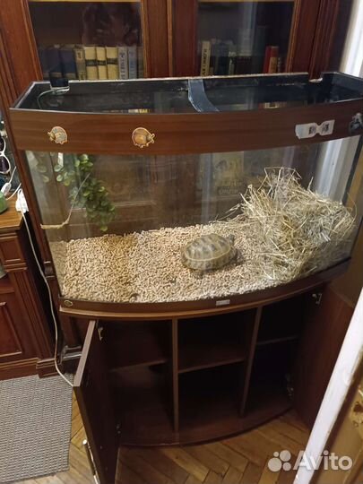 Черепаха сухопутная